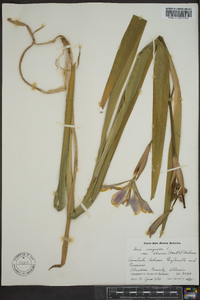 Iris virginica image