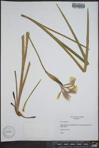 Iris virginica image