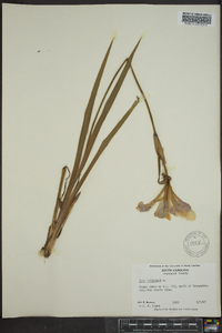 Iris virginica image