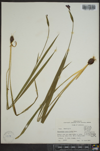 Nemastylis geminiflora image