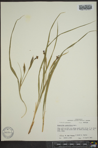 Nemastylis geminiflora image