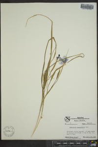 Nemastylis geminiflora image