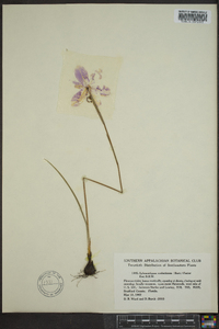 Sphenostigma coelestinum image