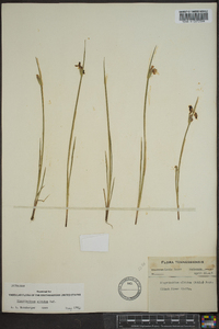 Sisyrinchium albidum image