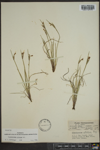 Sisyrinchium albidum image