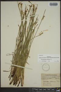 Sisyrinchium albidum image