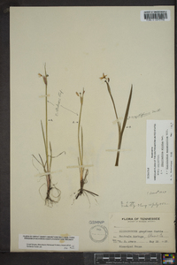 Sisyrinchium albidum image