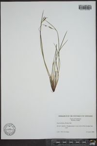 Sisyrinchium albidum image