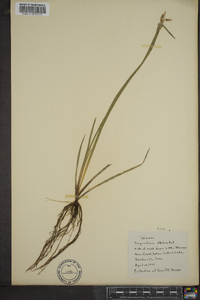 Sisyrinchium albidum image