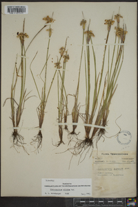 Sisyrinchium albidum image