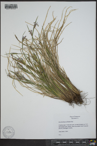 Sisyrinchium albidum image