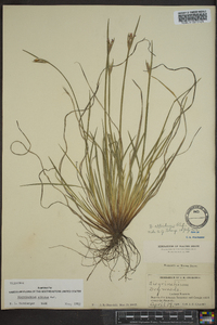 Sisyrinchium albidum image