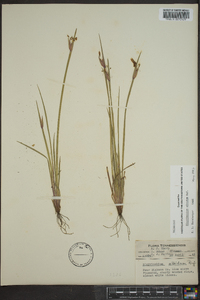 Sisyrinchium albidum image