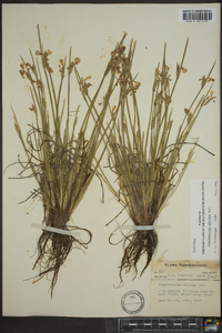 Sisyrinchium albidum image