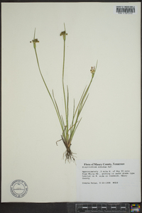 Sisyrinchium albidum image