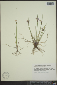 Sisyrinchium albidum image