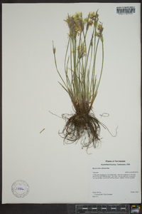 Sisyrinchium albidum image