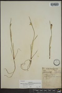 Sisyrinchium albidum image