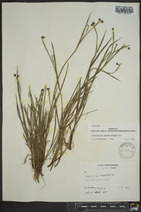 Sisyrinchium albidum image