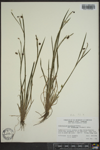 Sisyrinchium atlanticum image