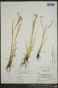 Sisyrinchium atlanticum image