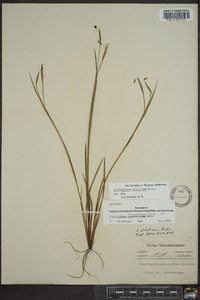 Sisyrinchium atlanticum image