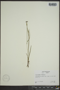 Sisyrinchium atlanticum image