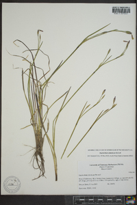 Sisyrinchium atlanticum image