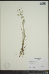 Sisyrinchium atlanticum image