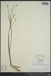 Sisyrinchium atlanticum image