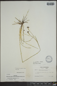 Sisyrinchium atlanticum image