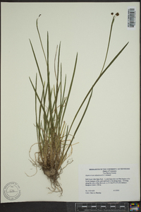 Sisyrinchium atlanticum image