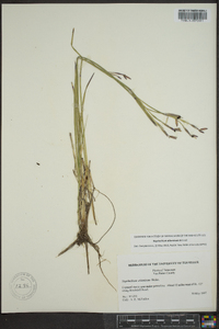 Sisyrinchium atlanticum image