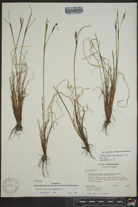 Sisyrinchium mucronatum image