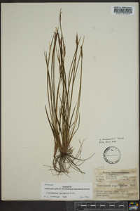 Sisyrinchium mucronatum image