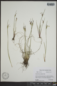 Sisyrinchium albidum image