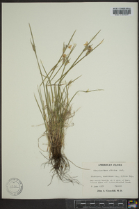 Sisyrinchium albidum image