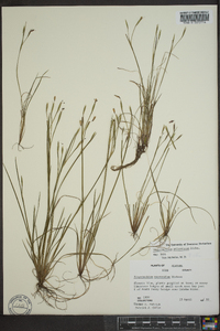 Sisyrinchium atlanticum image