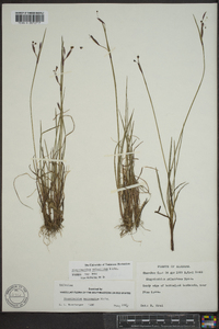 Sisyrinchium atlanticum image