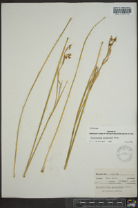 Sisyrinchium atlanticum image