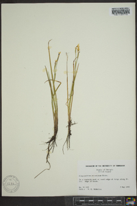 Sisyrinchium atlanticum image