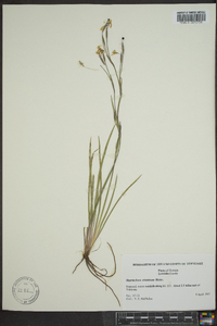 Sisyrinchium atlanticum image