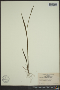 Sisyrinchium atlanticum image