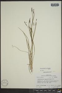 Sisyrinchium atlanticum image