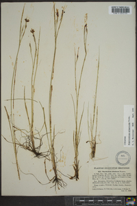 Sisyrinchium atlanticum image