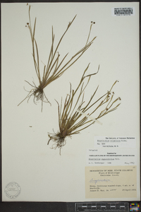 Sisyrinchium atlanticum image