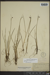 Sisyrinchium atlanticum image