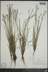 Sisyrinchium atlanticum image