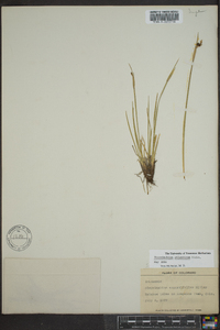 Sisyrinchium atlanticum image