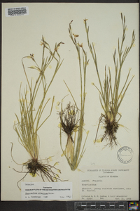 Sisyrinchium atlanticum image